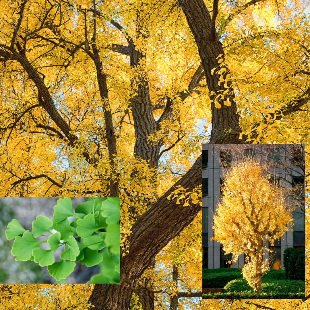 2 Ginkgo Trees Live Plants Bare Root, Dormant, No Leaf in Winter, Hardy Ornamental, Yellow Leaf in Fall, Zones 3-8
