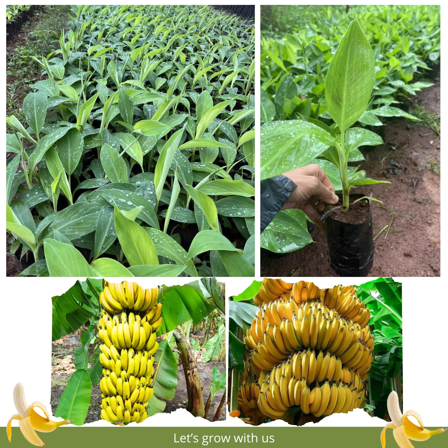 Grand Nain Banana Tree Live Plant, Cold Hardy Banana Plant Live, Tropical Banana Fruit Seedling, Well Rooted 4-8 Inch Tall