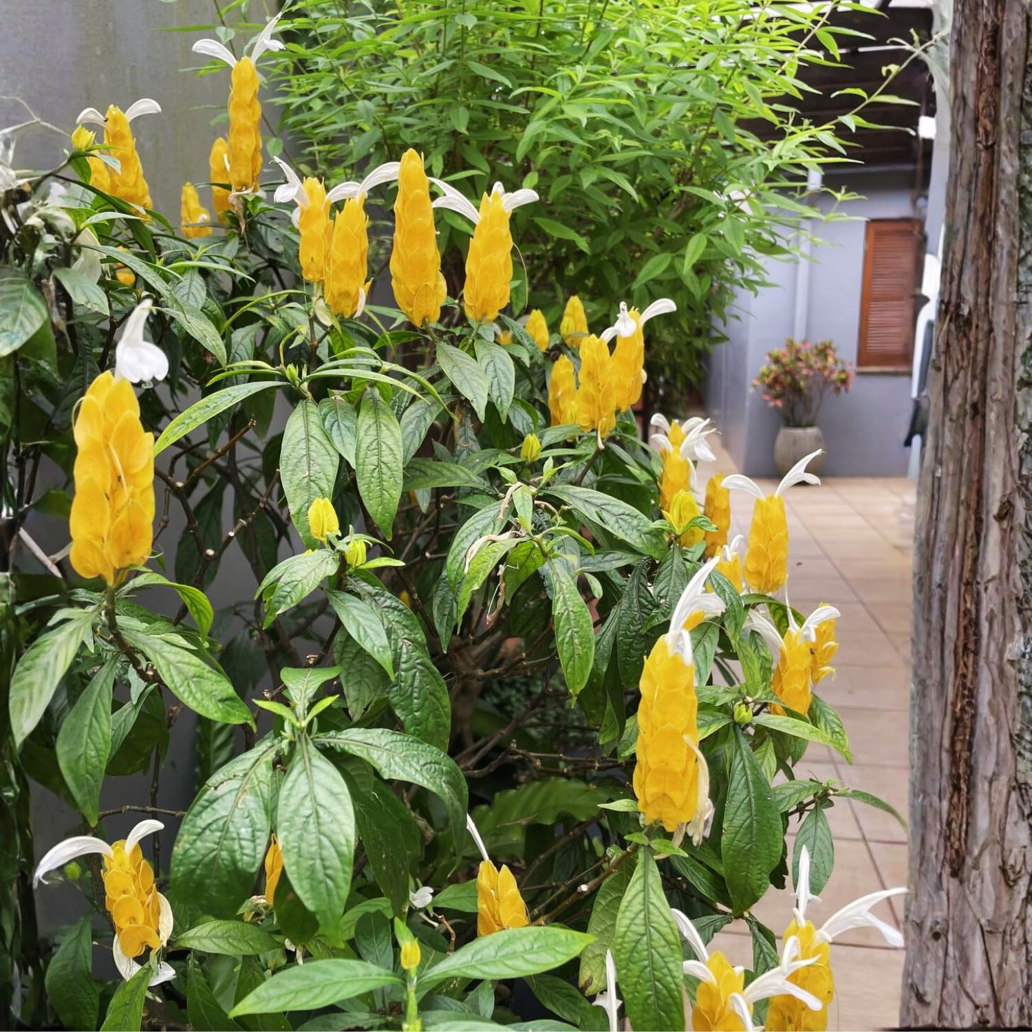 2 Yellow Shrimp Live Plants, 4-8'' Tall Live Yellow Shrimp Plant, Vibrant Flower Starter Plant for Garden or Containers, Perennial Well Rooted Plants to Grow