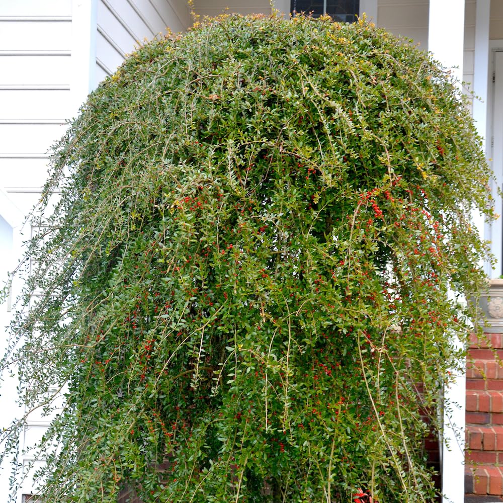 2 Weeping Yaupon Holly Trees Live Plants for Hedges and Borders, Well Rooted Plants 4-8” Tall