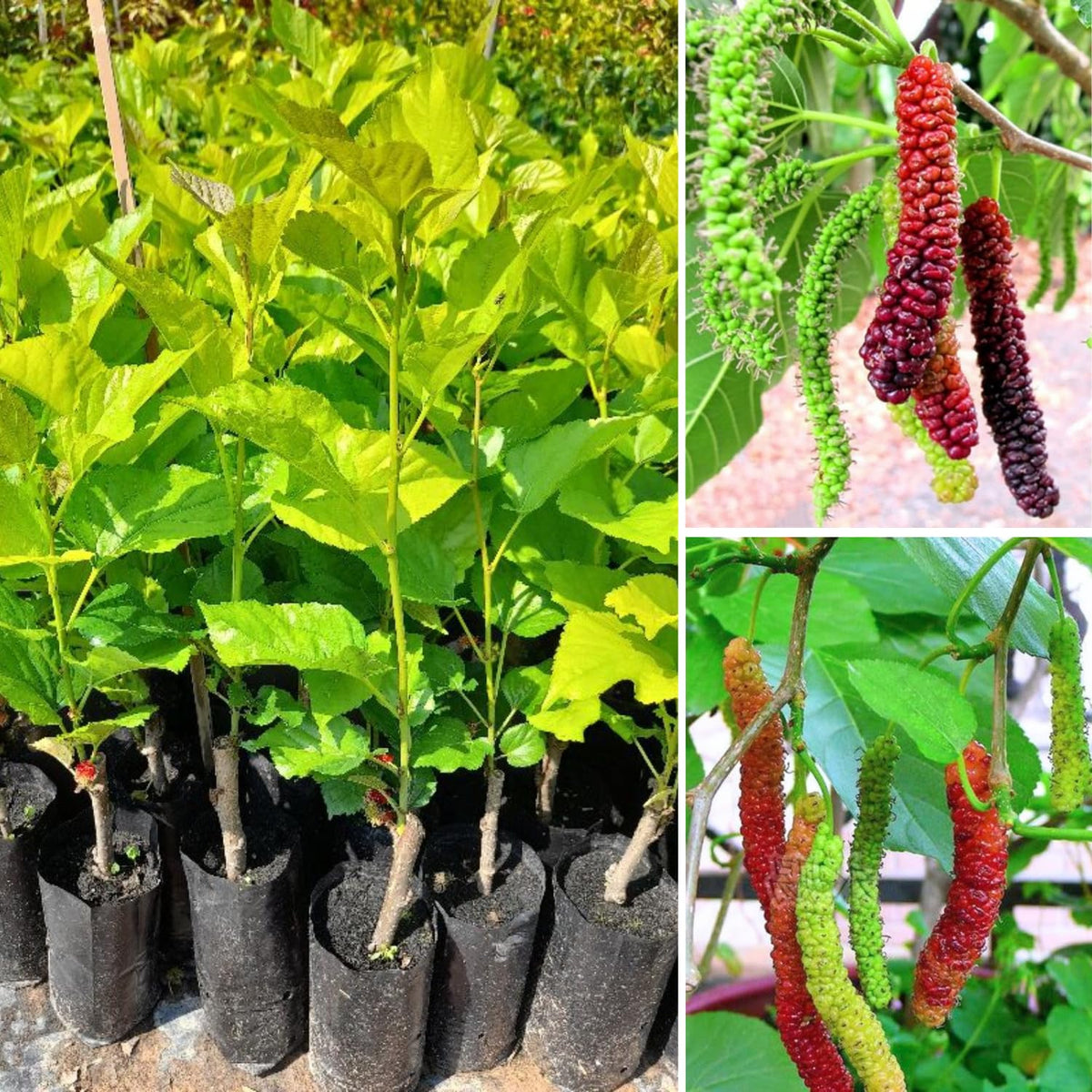 Pakistan Mulberry Plant Live, Size 5-9 Inch Tall, Mulberry Fruit Tree for Planting, Mulberry Seedling