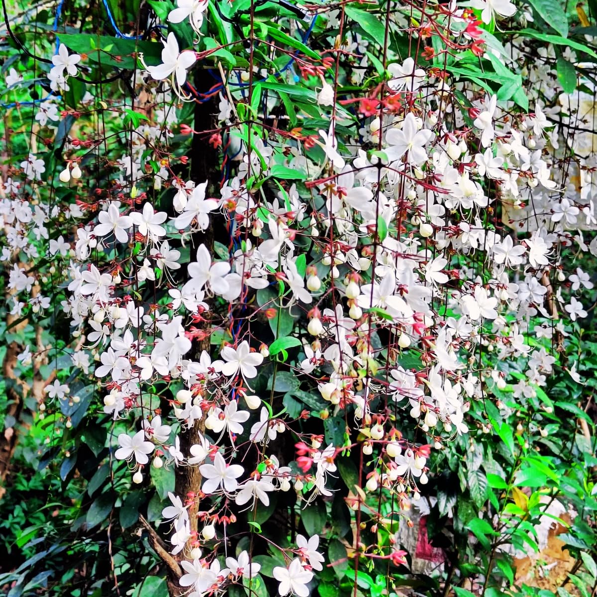 Clerodendrum Plant, Clerodendrum Wallichii Smithianum Plant in 3 Gallon Pot, 1-2 Ft Tall Fragrant Light Bulb Chain of Glory Flowers Vine Bush, Well Rooted