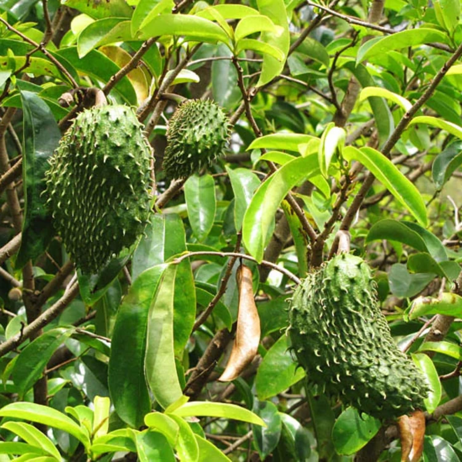 Soursop Tree Live Plant, Annona Soursop Fruit Tree in 3 Gallon Pot, 2-3 Ft Fully Rooted Tropical Fruit Tree
