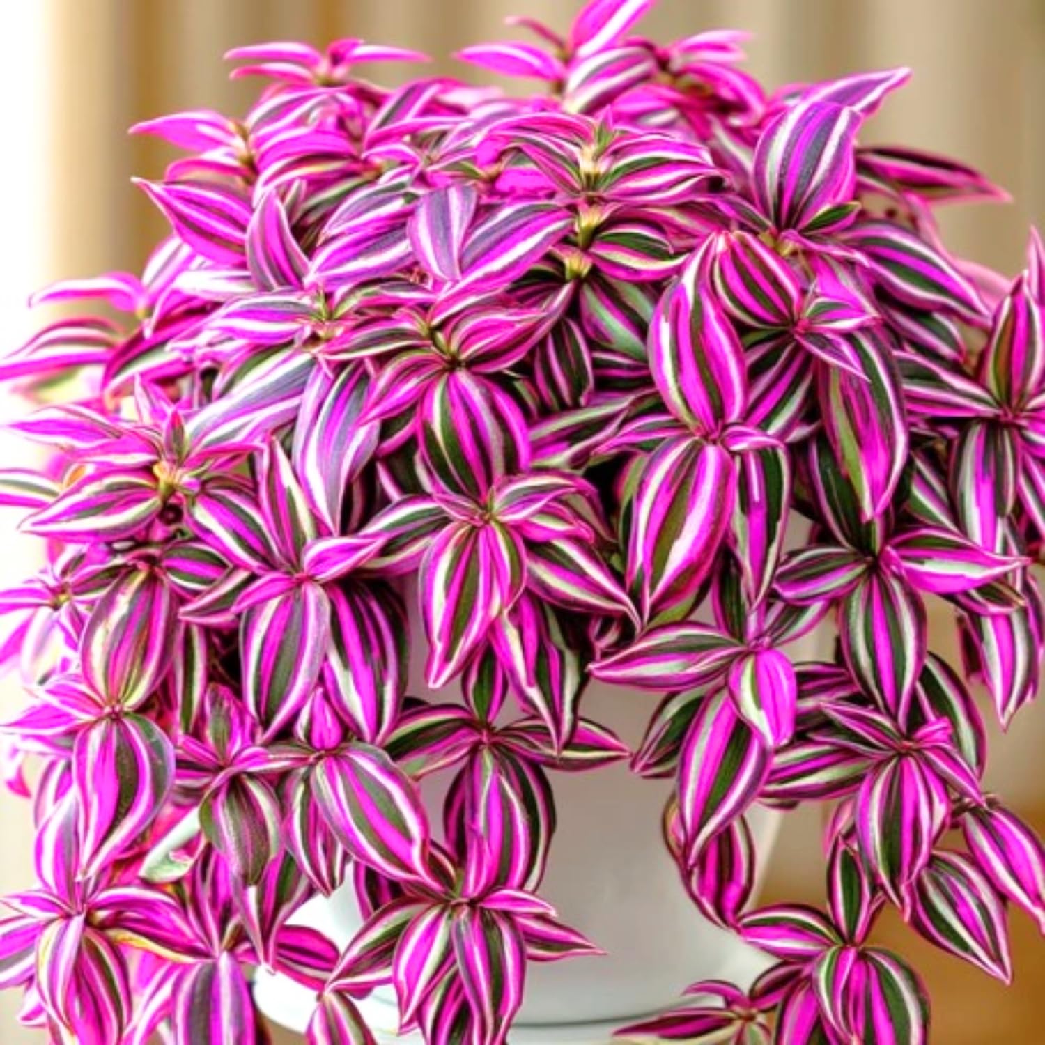 Set 2 Tradescantia Wandering Jew Live Plants, in 3.25" Pots, Pink Paradise Tradescantia Plants, Colorful Indoor Houseplant
