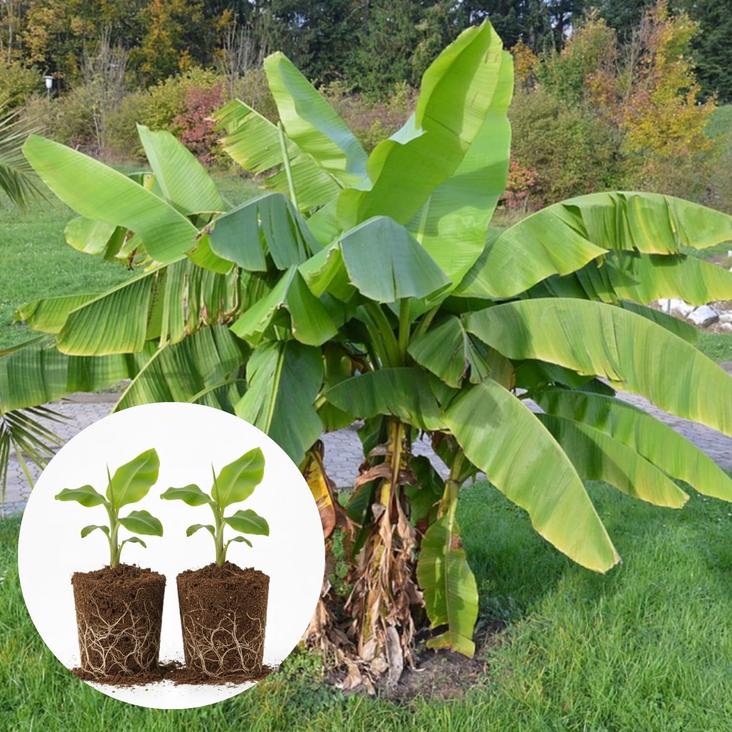 2 Basjoo Banana Plants Live, Cold Hardy Banana Tree Starter, Indoor Outdoor Planting, 4-6 Inches Tall