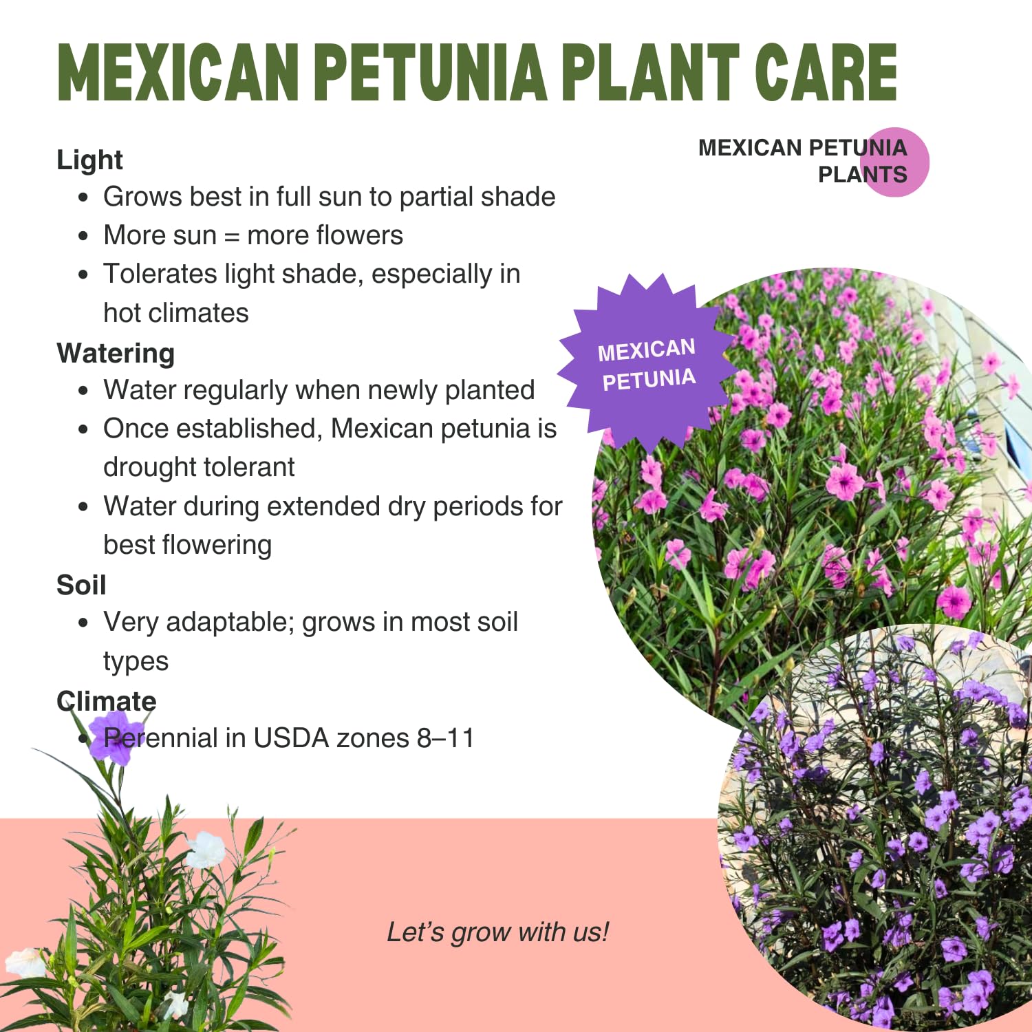 5 White Mexican Petunia Live Plants, Petunia Plants Live Flowering Perennial to Grow Outdoor Plants, 4-9 Inch Tall