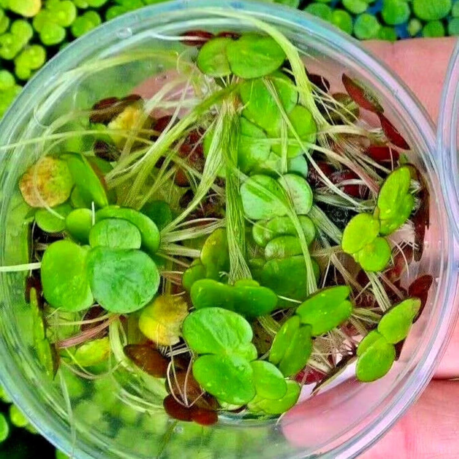 Duckweed Live Plants for Aquarium, 6000 Plants, Aquarium Plants Live, Aquatic Plant Live for Planting Pond, Duckweed Plants