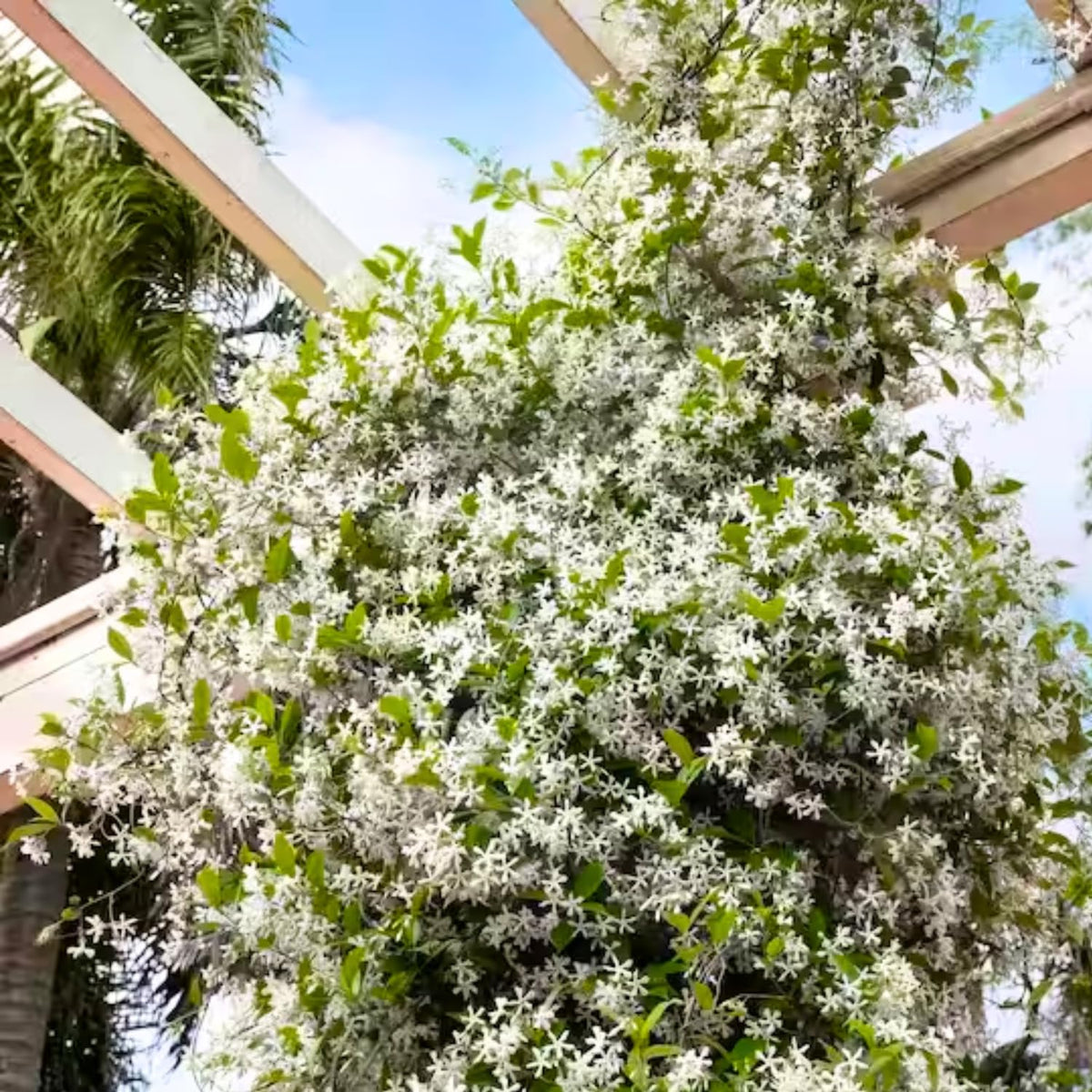 Pack 4 Jasmine Plants Live, Night Blooming Jasmine Flowers, Fragrant Flowering Shrub for Garden or Containers, 4-6" Tall
