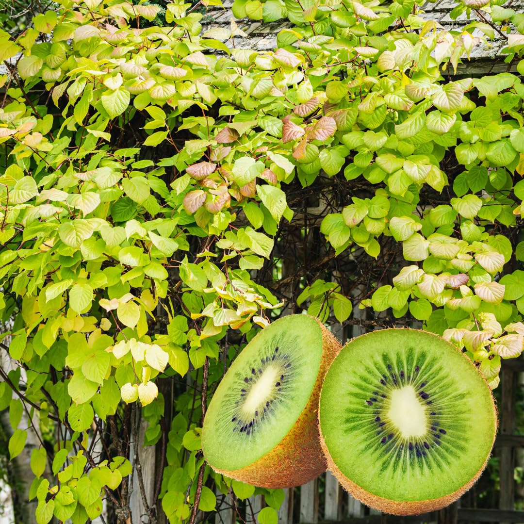 Sets 2 Kiwi Vines Trees Live Plants for Growing, High-Yielding Sweet and Hardy Tree, Starter Size, 4 to 6 Inches in Tall, No Pot