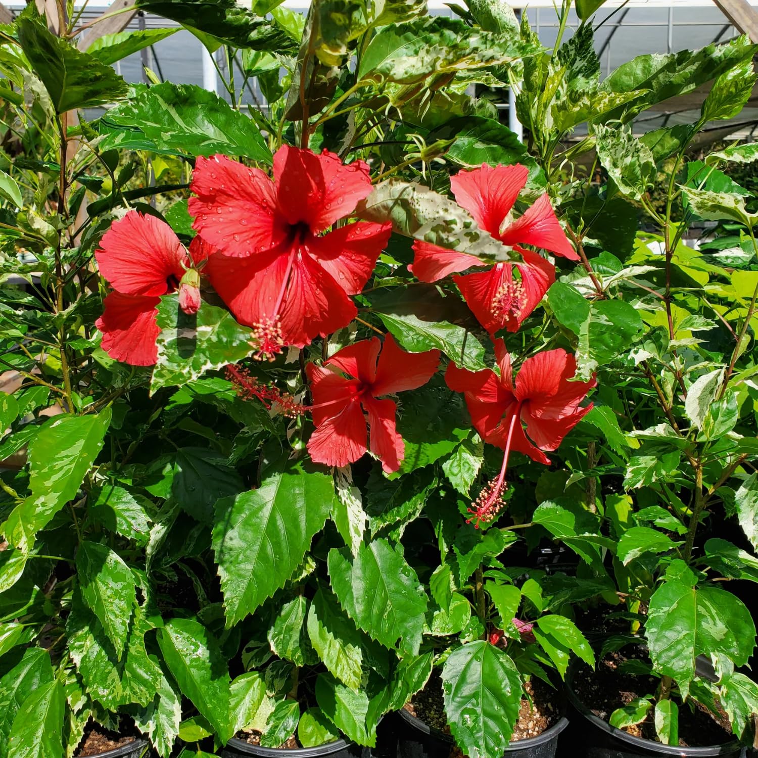 Set 4 Hibiscus Plants Live, Tropical Flowering Shrub, 4-8" Tall, Cold Hardy Bush (Red Hibiscus)