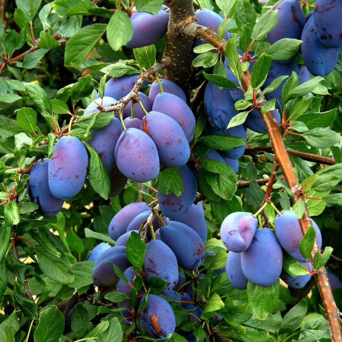 Sweet Plum Tree Plant Live, Hardy Purple Plum Fruit Trees, 3-4 Ft Tall, Easy Grow Backyard Orchard