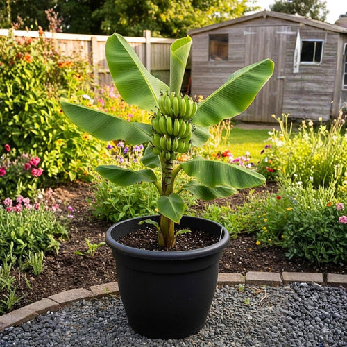 2 Cavendish Banana Plants Live, Banana Fruit Tree Starter, Indoor Outdoor Planting, 4-6 Inches Tall