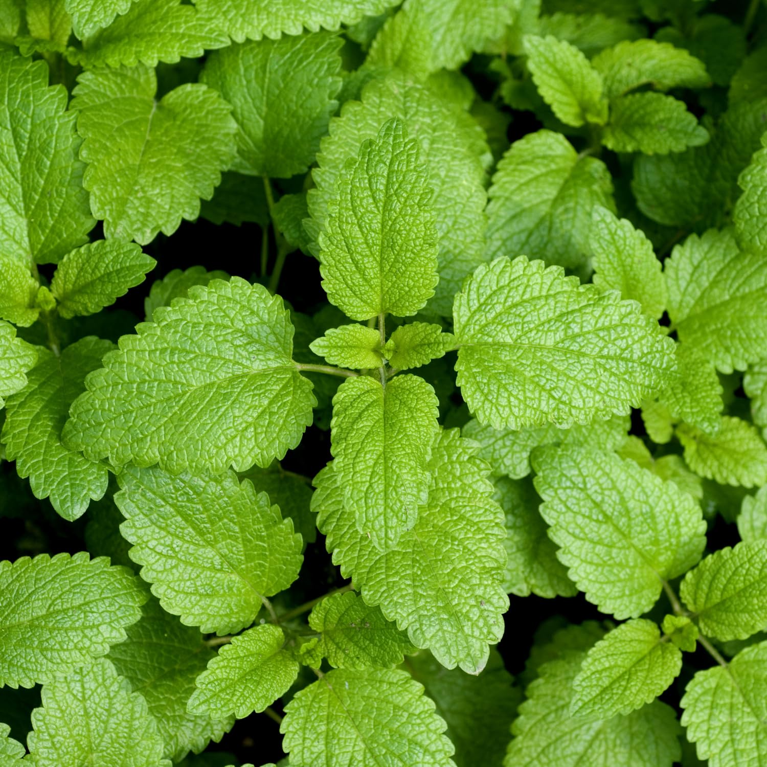 4 Lemon Balm Live Plants, 4-6" Tall Lemon Balm Plants, Well-Rooted Starter Plants for Garden, Patio Growing