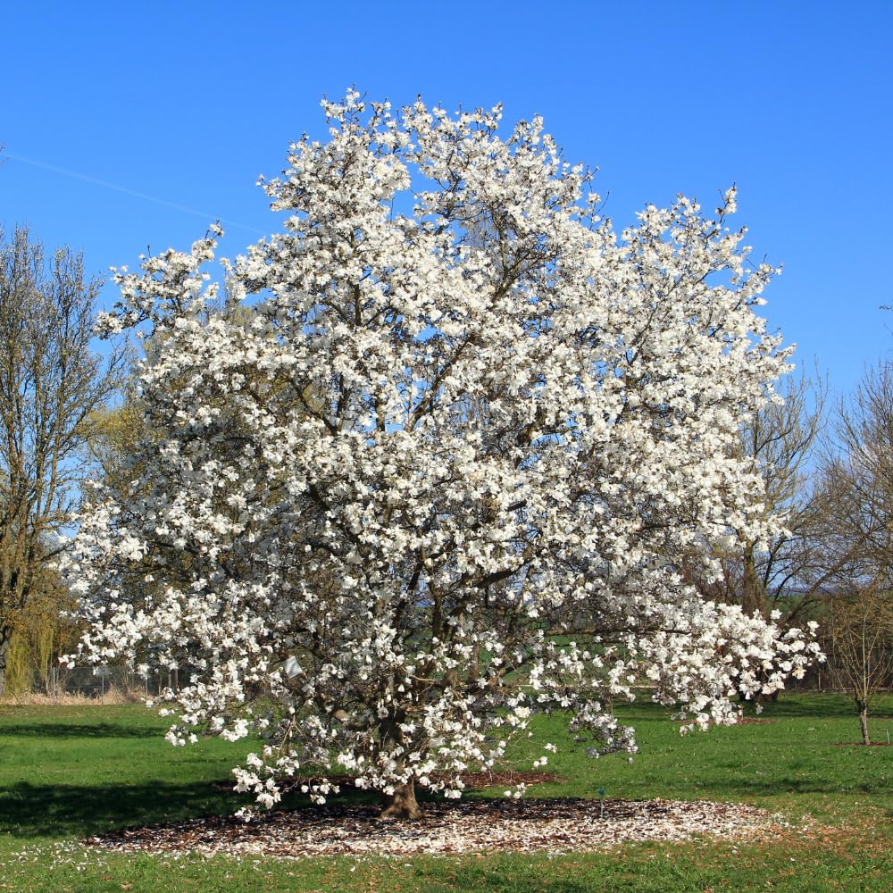 Star Magnolia Tree, 6-12 Inch Magnolia Trees Live Plants, 4 Inch Pot, Fragrant White Flowers, Dormant in Winter