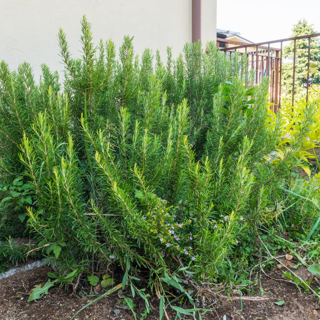 3 Upright Rosemary Plants Live for Indoor Outdoor Planting, Cold Hardy, 4-6" in Tall, Culinary and Ornamental, Fast-Growing