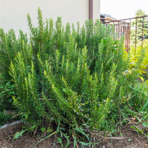 2 Upright Rosemary Plants Live for Indoor Outdoor Planting, Cold Hardy, 4-6" in Tall, Culinary and Ornamental, Fast-Growing