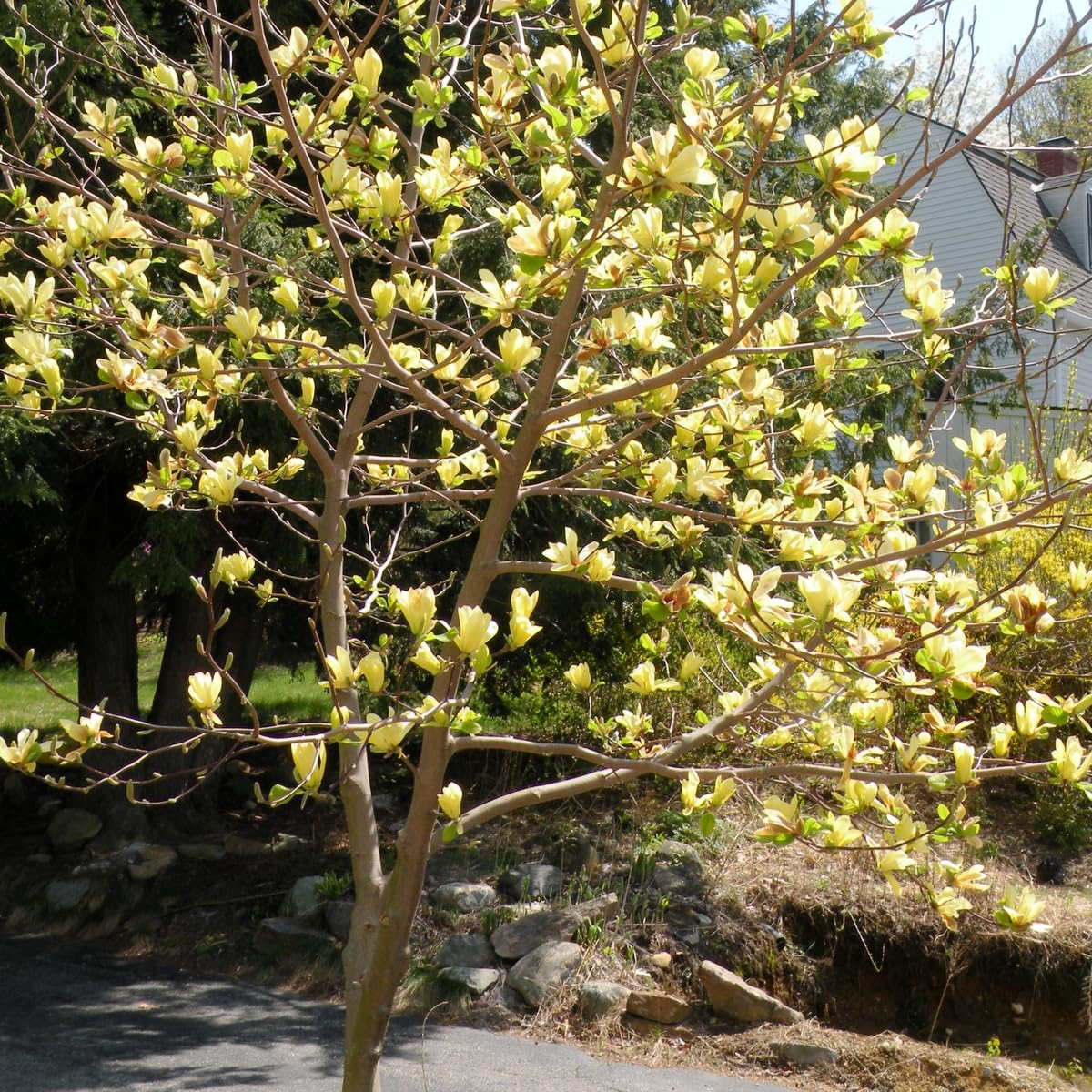 Yellow Magnolia Tree, 12-24 Inch Magnolia Trees Live Plants, Gallon Pot, Fragrant Yellow Flowers, Dormant in Winter