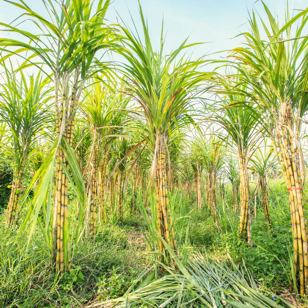 Green Sugarcane Plant in 3 Gallon Pot, 3-4 Sugar Cane Plants Potted, 1 Ft Fast Growing Tropical Starter Plants for Indoor and Outdoor Gardening, No Ship to CA