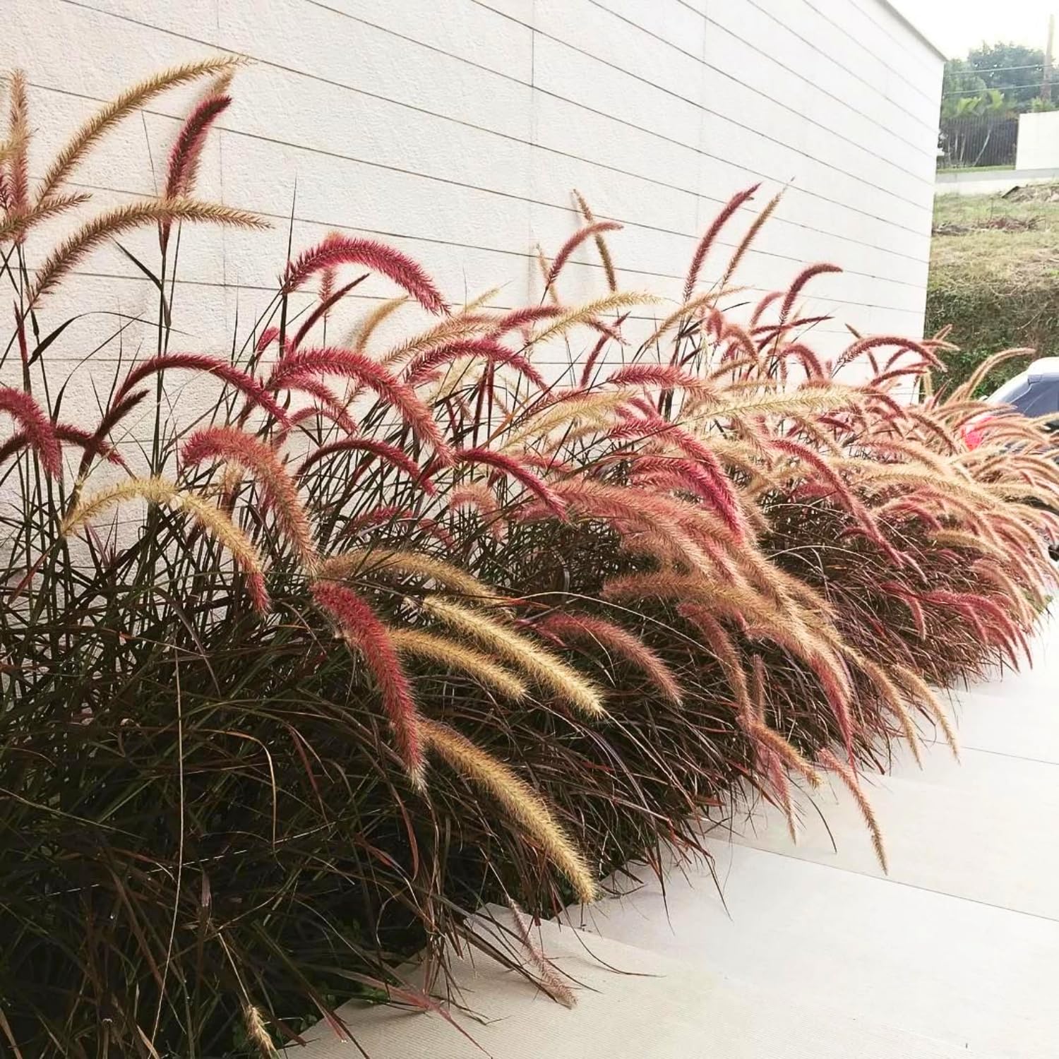 Set 2 Red Fountain Grass Plants Live, Well Rooted 4-6 Inches, Hardy Ornamental Grass for Garden or Containers