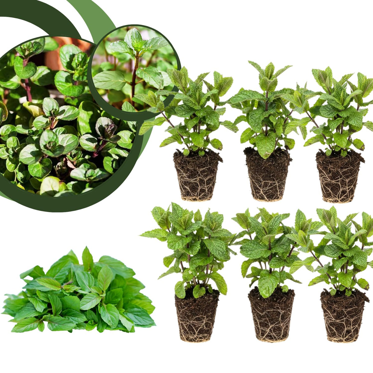 6 Chocolate Mint Plants Live Herbs, Well-Rooted Starter Plants from 4 to 6 Inch Height