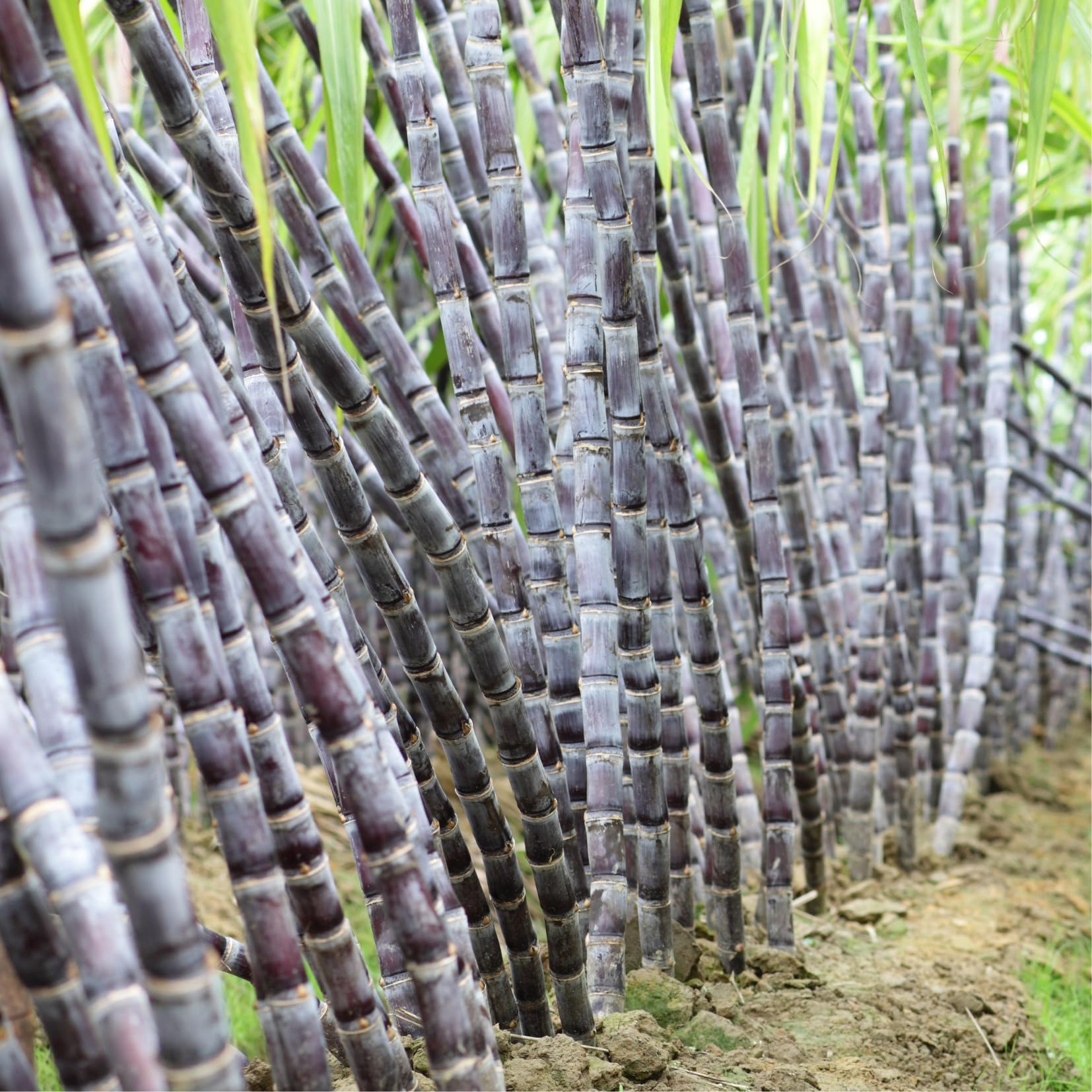 Pack of 3-4 Live Sugar Cane Plants in 6" Pot, Sweet, Fast-Growing, Garden-Ready Sugarcane Cane Sugar Plants for Planting, No CA