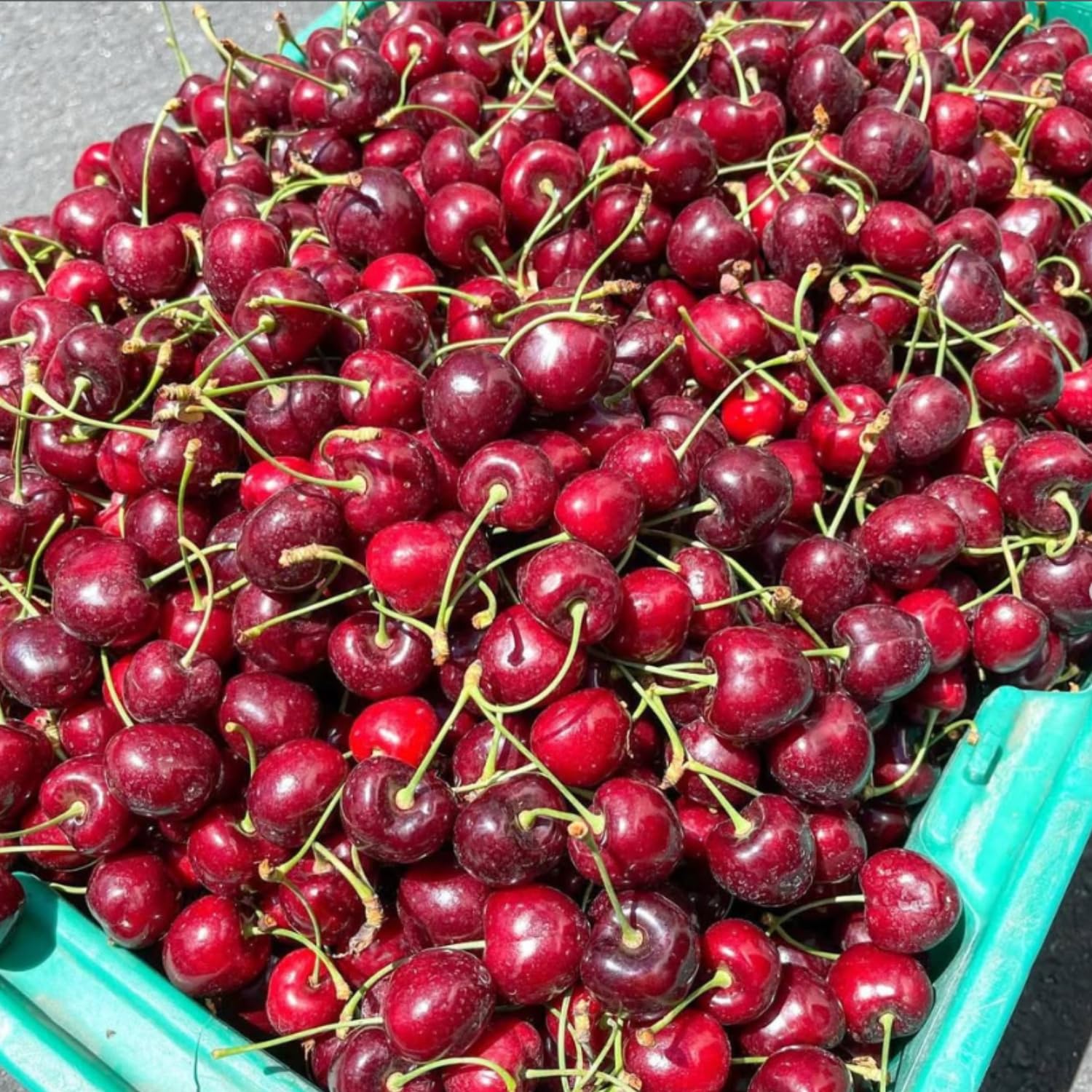 Cherry Tree Live Plant, Cherry Fruit Plant 3-4 Feet Tall in 3 Gallon, Sweet Fruit Tree, Cold Hardy for Outdoor Growing (Black Cherry)