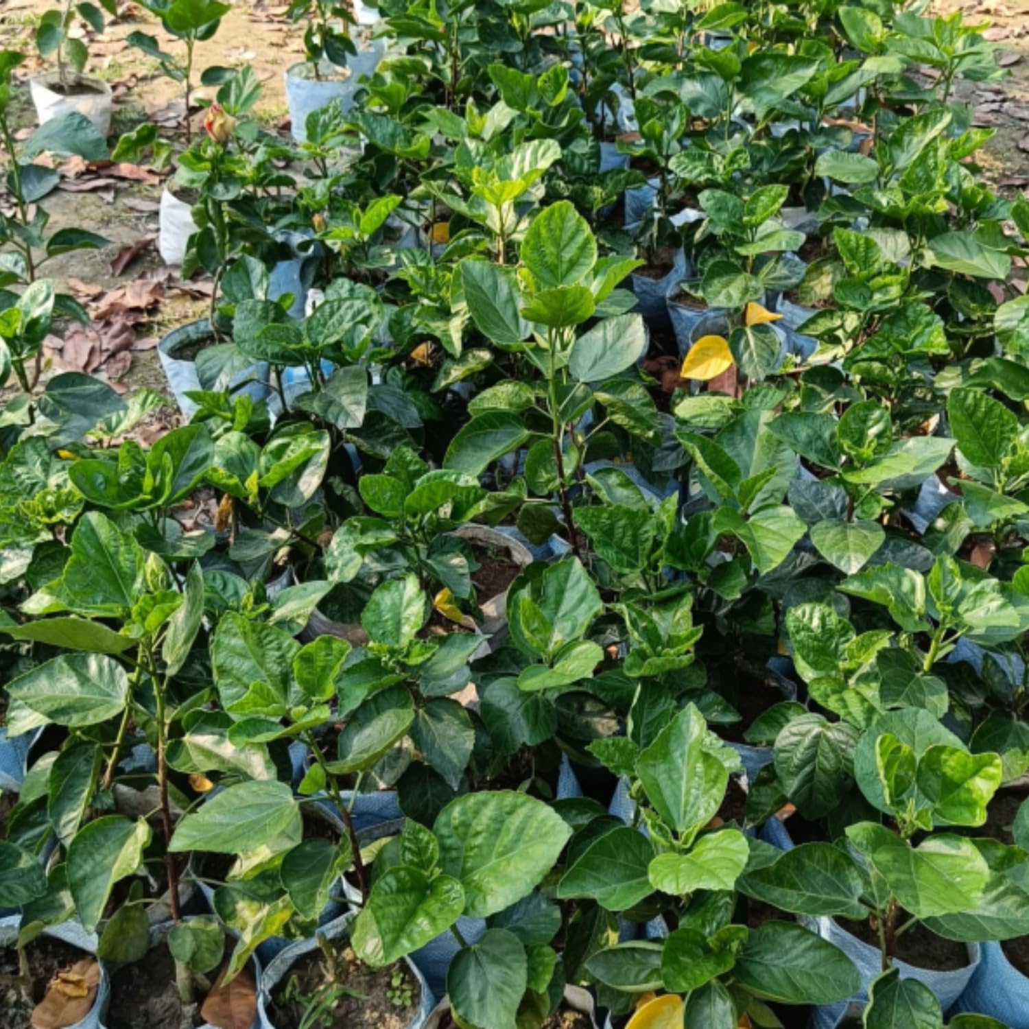 Set 2 Hibiscus Plants Live, Hardy Hibiscus Tree Live Plant, 5-9 Inch Tall, Hibiscus Flowers Plant to Grow (Rose Hibiscus)