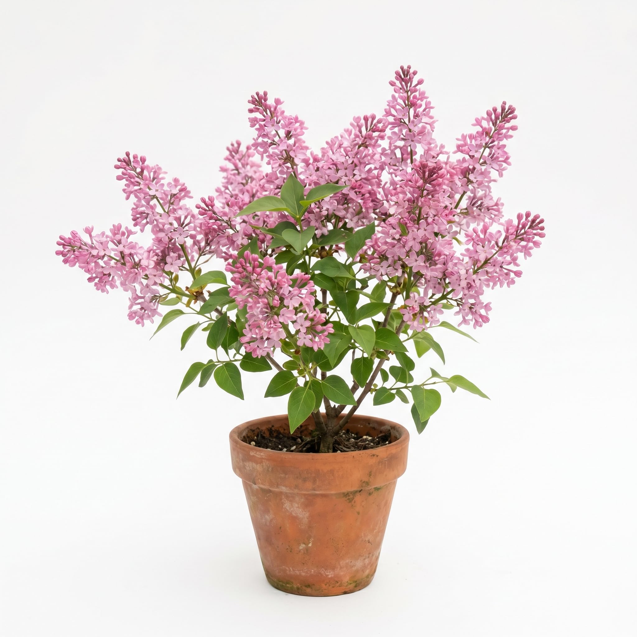 Lilac Plant Live in 4'' Pot, Fragrant Pink Flowers, Hardy Lilac Shrub for Outdoor Garden, 6-12'' Tall, Winter Dormant