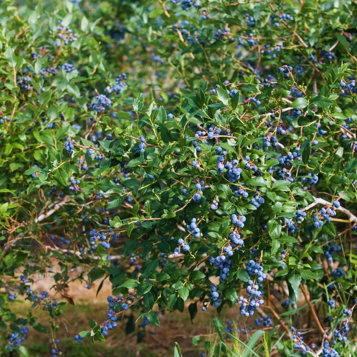 Blueberry Bush Live Plant, Sweet Blueberry Plant, Fruit Bearing Bushes, Tropical Garden Plant Patio Backyard Orchard, 1 Gallon Pot, No Ship to CA