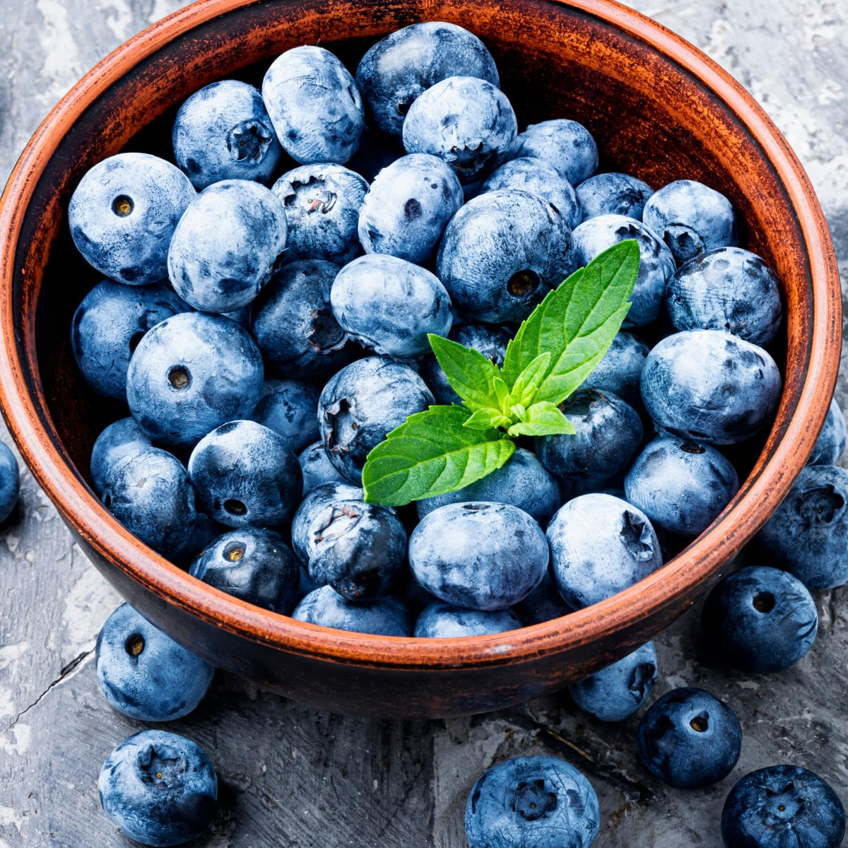 Set 2 Blueberry Bushes Live Plants, Blueberry Plants Live for Planting, Blueberry Fruit Trees, 5-9 Inch Tall (Top Hat Blueberry)