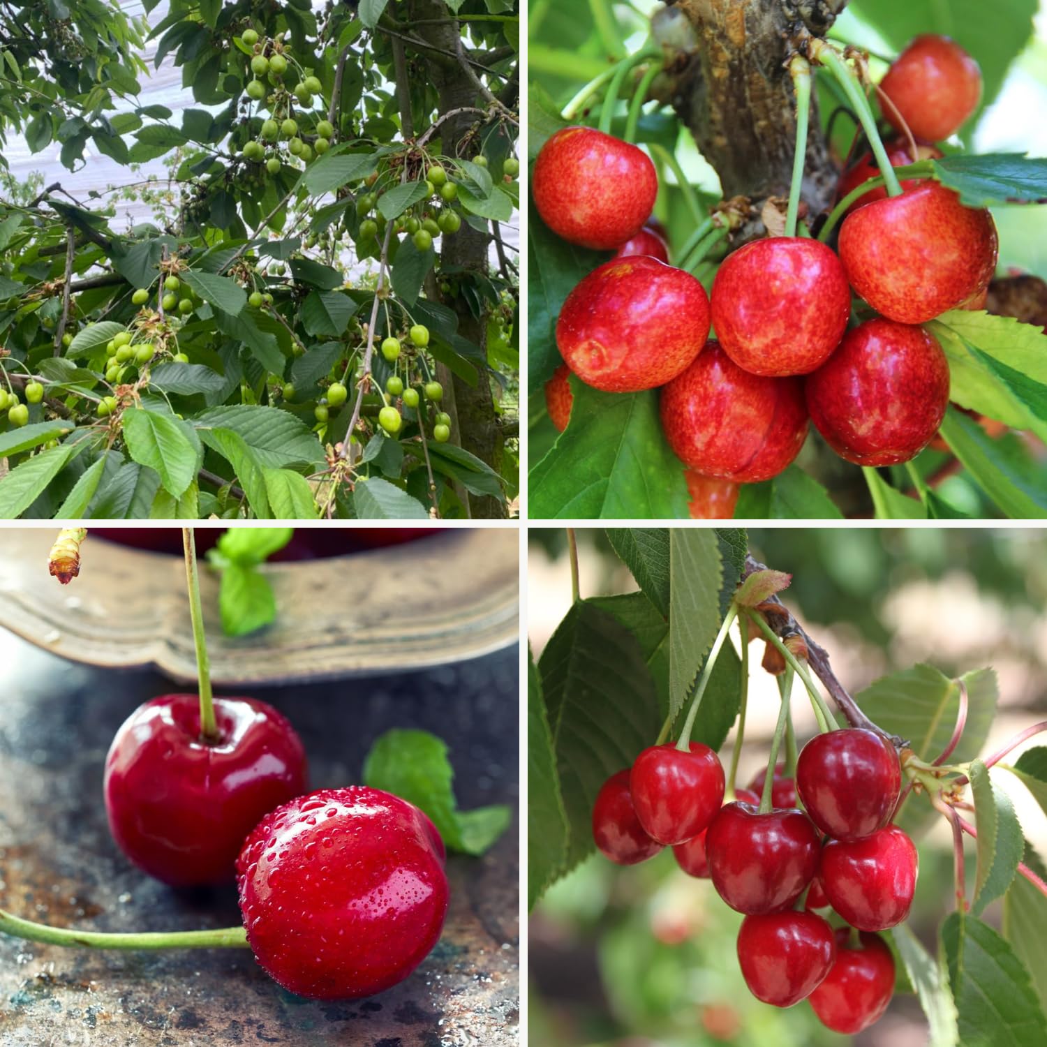 Cherry Tree Live Plant, Cherry Fruit Plant 3-4 Feet Tall in 3 Gallon, Sweet Fruit Tree, Cold Hardy for Outdoor Growing (Red Cherry)