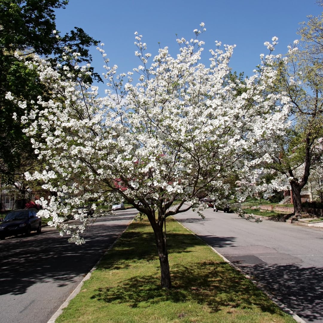Live Dogwood Tree Plant, White Flowering Tree, 2 Feet Tall, Ready for Planting