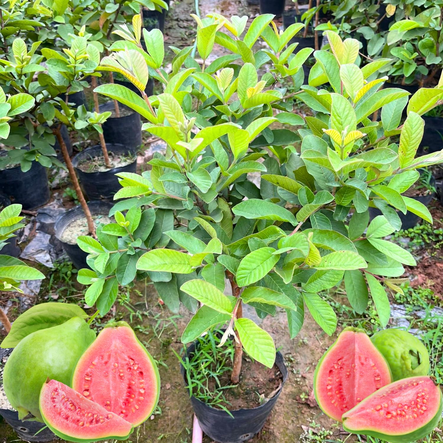 Ruby Guava Tree Live Plant, 4 Feet Tall, Grafted Guava Live Tropical Fruit Tree, Potted Plant