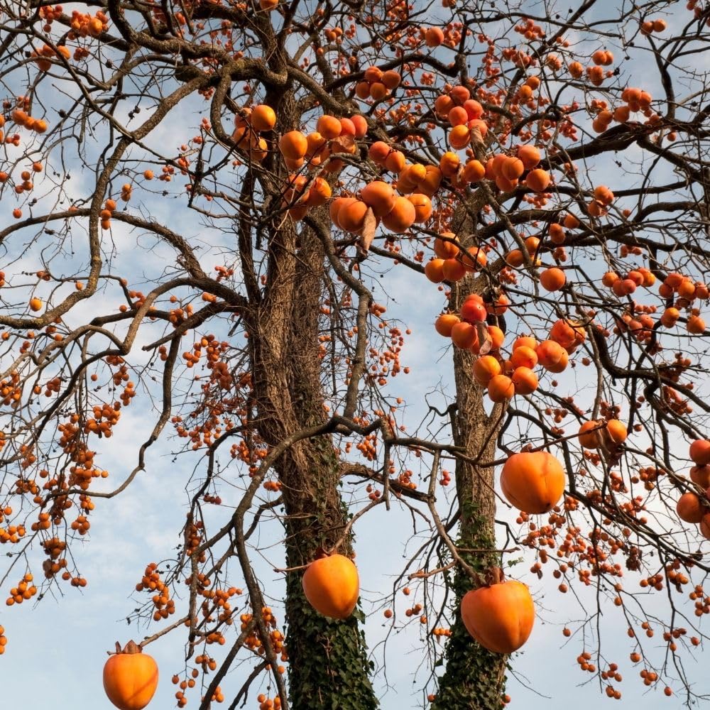 Live Persimmon Fruit Plant 3 to 4ft Tall, Sweet Persimmon Tree in 3 Gallon Pot for Garden No Ship to CA