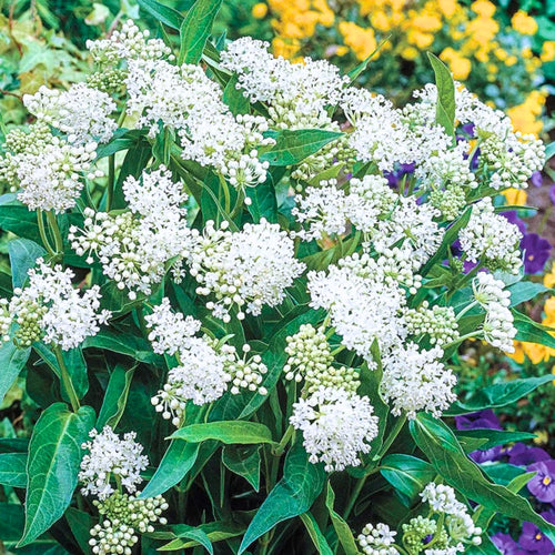 2 Butterfly Milkweed Plants Live, Tropical Milkweed Live Plants, Asclepias Tuberosa Plants, 4-9" Height for Outdoor Planting (White Milkweed)