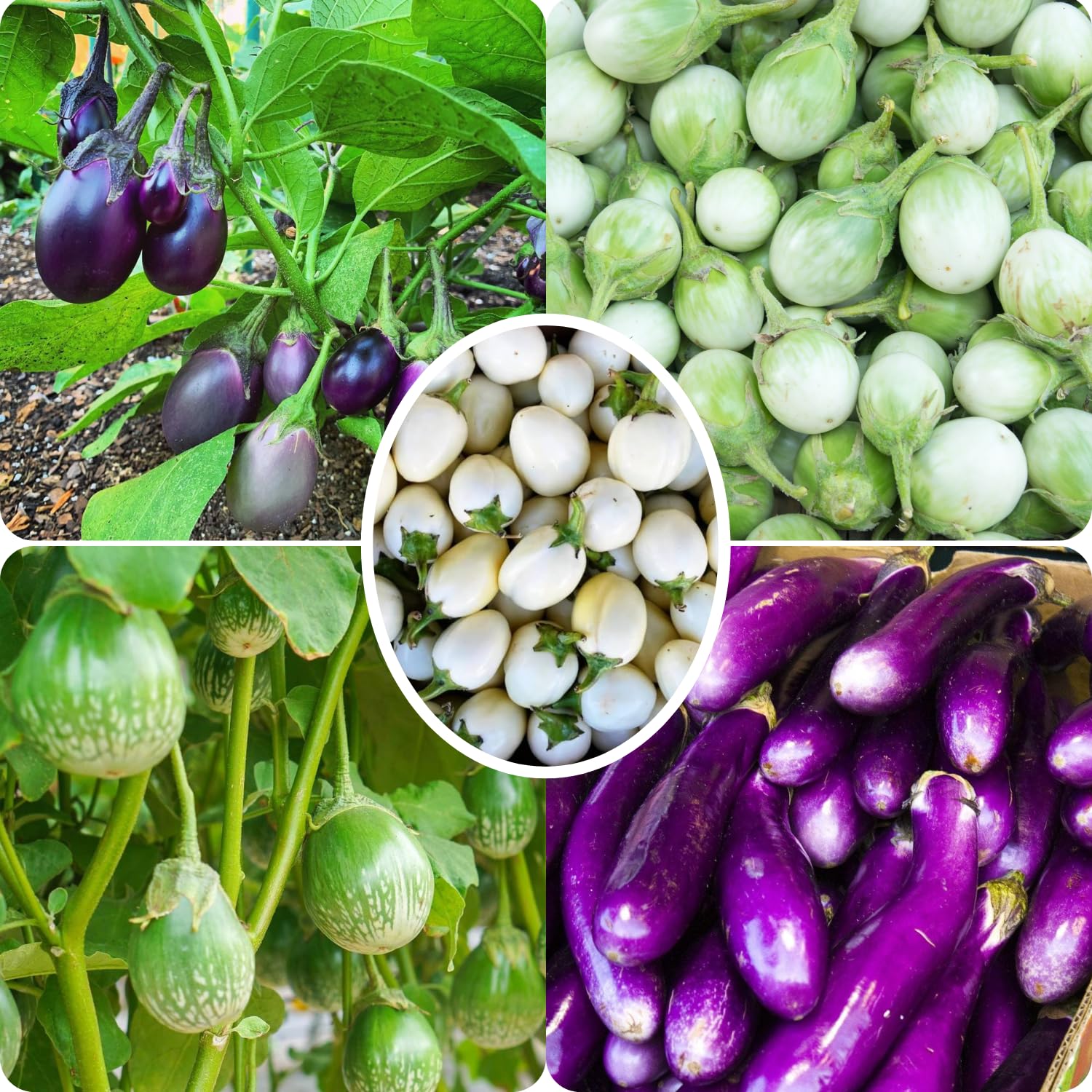 200 Mix Eggplant Seeds for Planting - White, Purple, Green Eggplant Varieties - Vegetable Seeds
