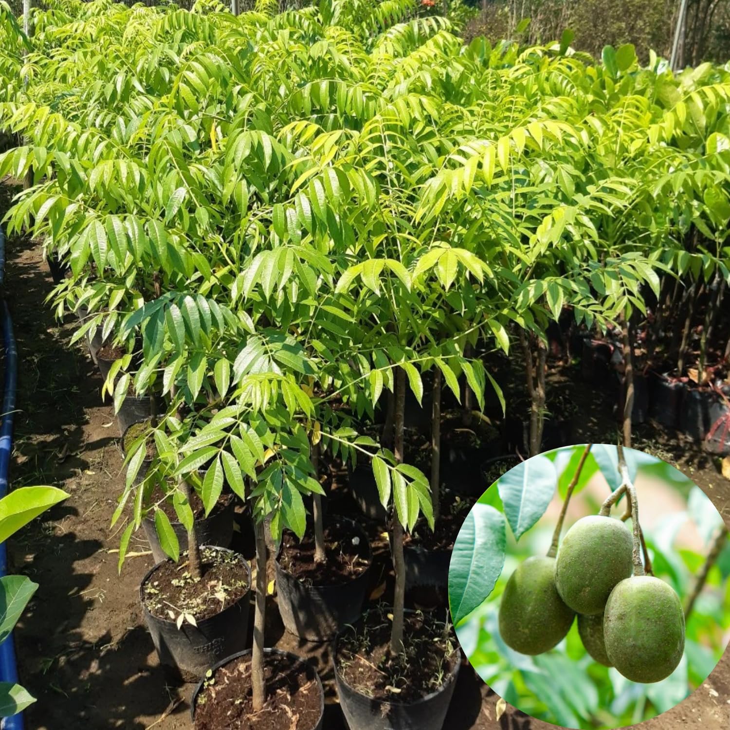 June Plum Tree Plant in 3 Gallon Pot, 2-3 Ft Tall June Plum Plant, Tropical Fruit Plants for Planting Home Garden Patio