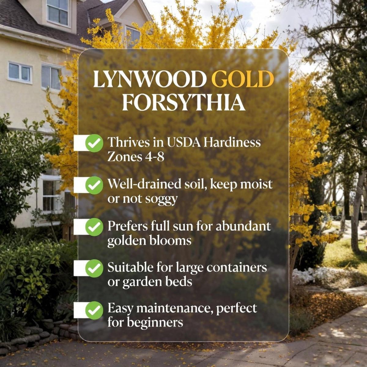 Set 2 Forsythia Bare Roots 6-12'' Tall, Lynwood Forsythia Tree Live Plant, 1 Year Old Seedlings for Growing Outdoor