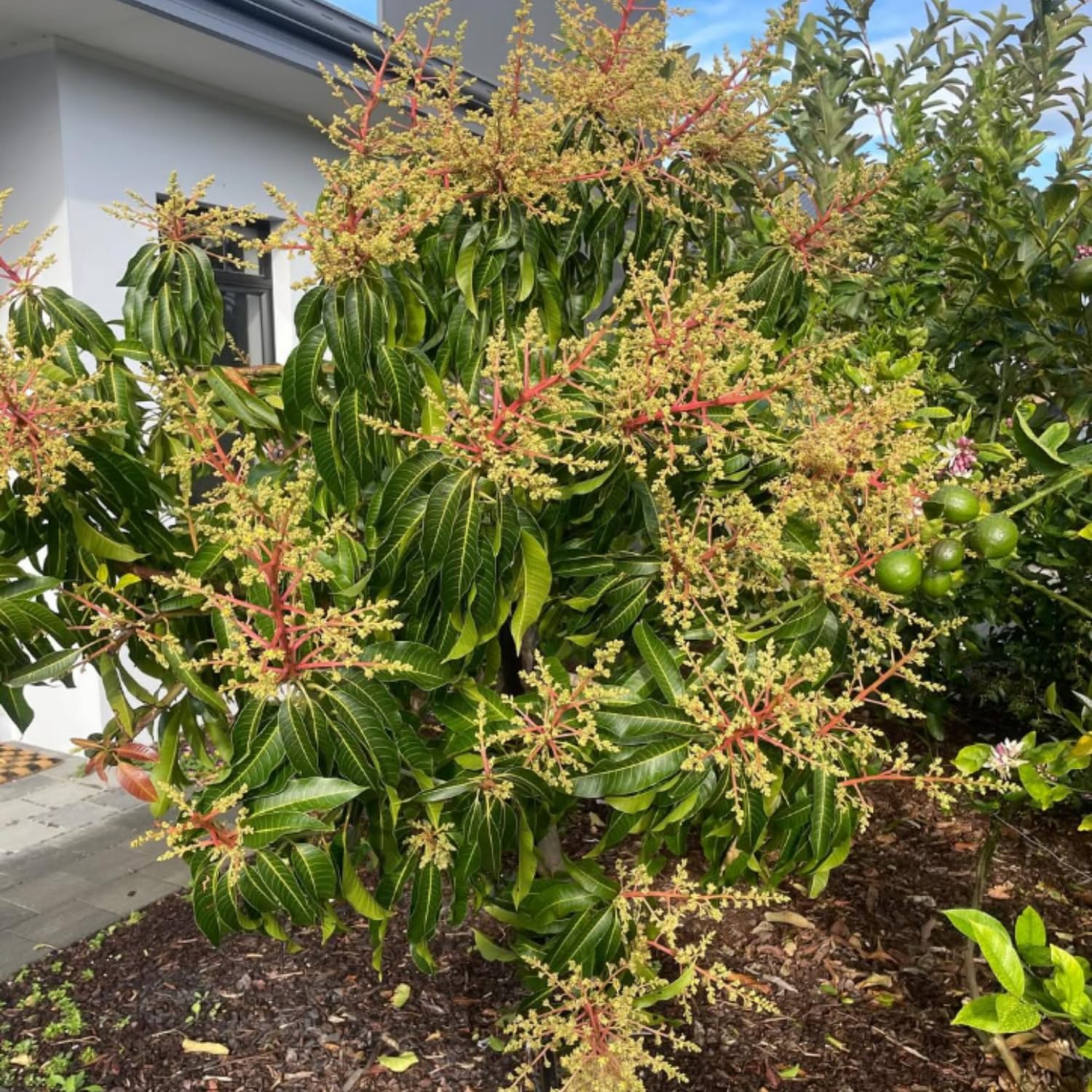 Glenn Mango Plant Live, Sweet Tropical Mango Live in 3 Gallon Pot, Mango Fruit Tree for Outdoor Planting, 3-4 Feet Tall, No Ship to CA