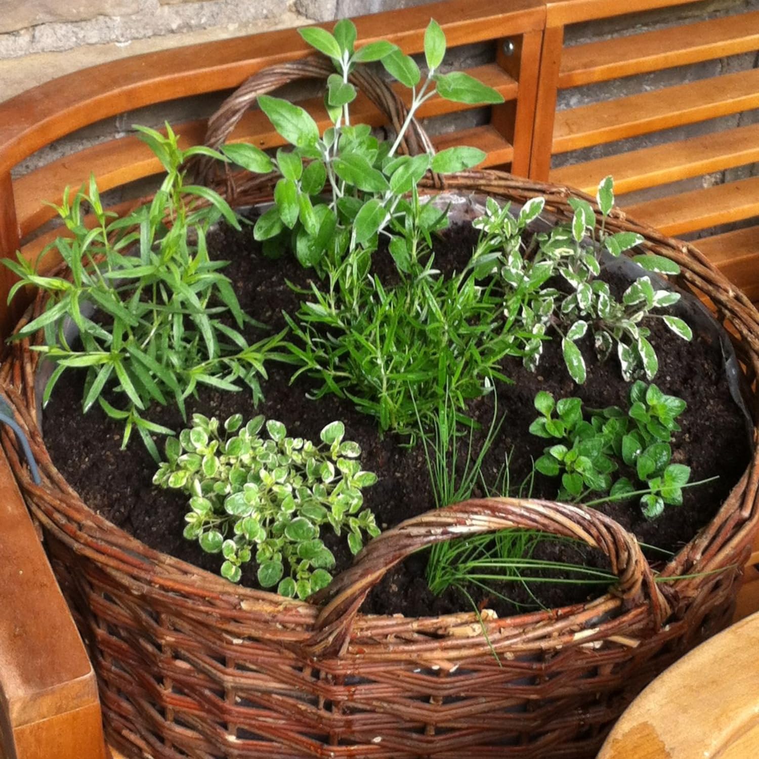 5 Assorted Herb Live Plants, Combo Herb Starter Plants, 4-8" Tall Mix Rosemary, Lemon Balm, Basil, Oregano and More Fragrant Herbs Varieties for Garden, Patio and Kitchen Growing, No Pot