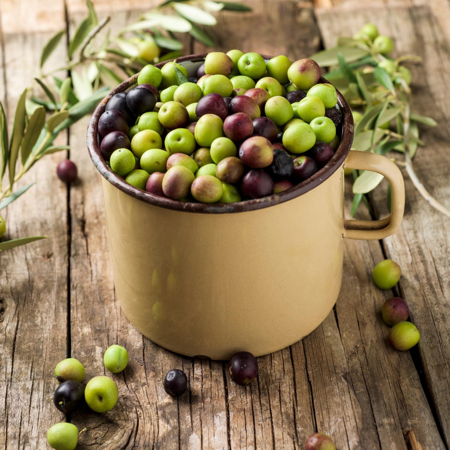 Olive Tree Live Plant in Gallon Pot, Olive Tree 2-3 Feet Tall, Outdoor Fruit Tree for Garden or Container Growing, no CA