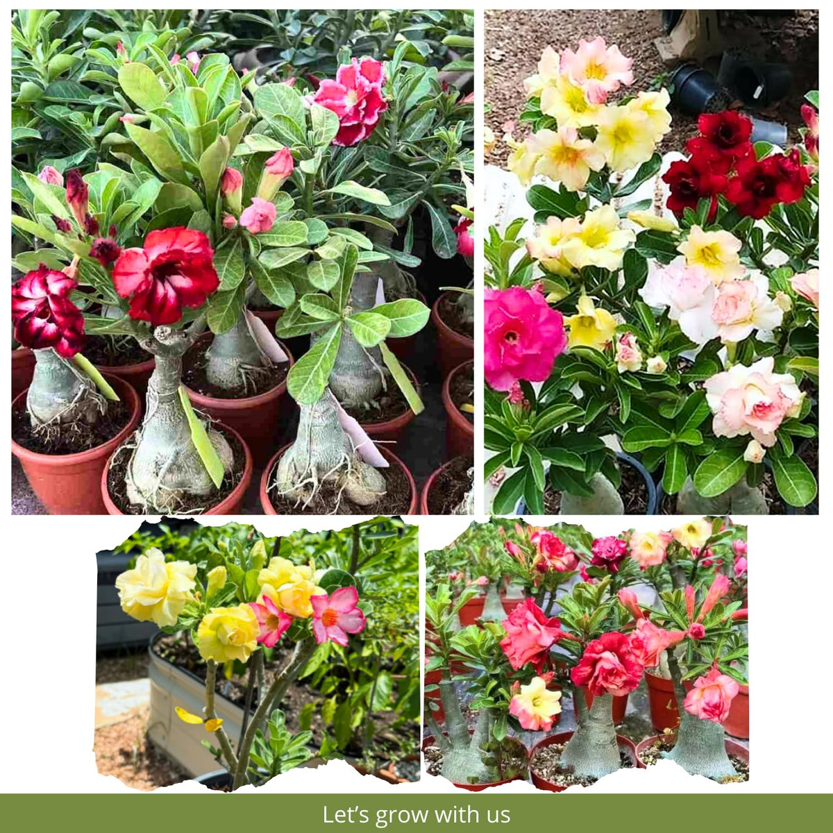 Set of 3 Mixed Desert Rose Plants Live, 4-8" Tall, Adenium Obesum Succulent Live Plants to Grow Indoor Outdoor