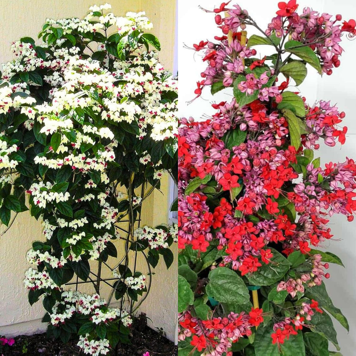 4 Mixed Bleeding Heart Vines Plants Live, Red and White Color, Starter Size 4-6" in Tall, Indoor Outdoor Growing Clerodendrum Fragrant Tree