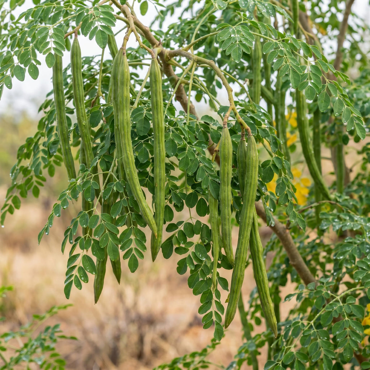 Moringa Tree in 1 Gal Pot, 2-3 Feet Tall, Hardy Moringa Oleifera Tropical Tree for Container, Patio and Backyard, Drumstick Horseradish Trees for Planting, No CA