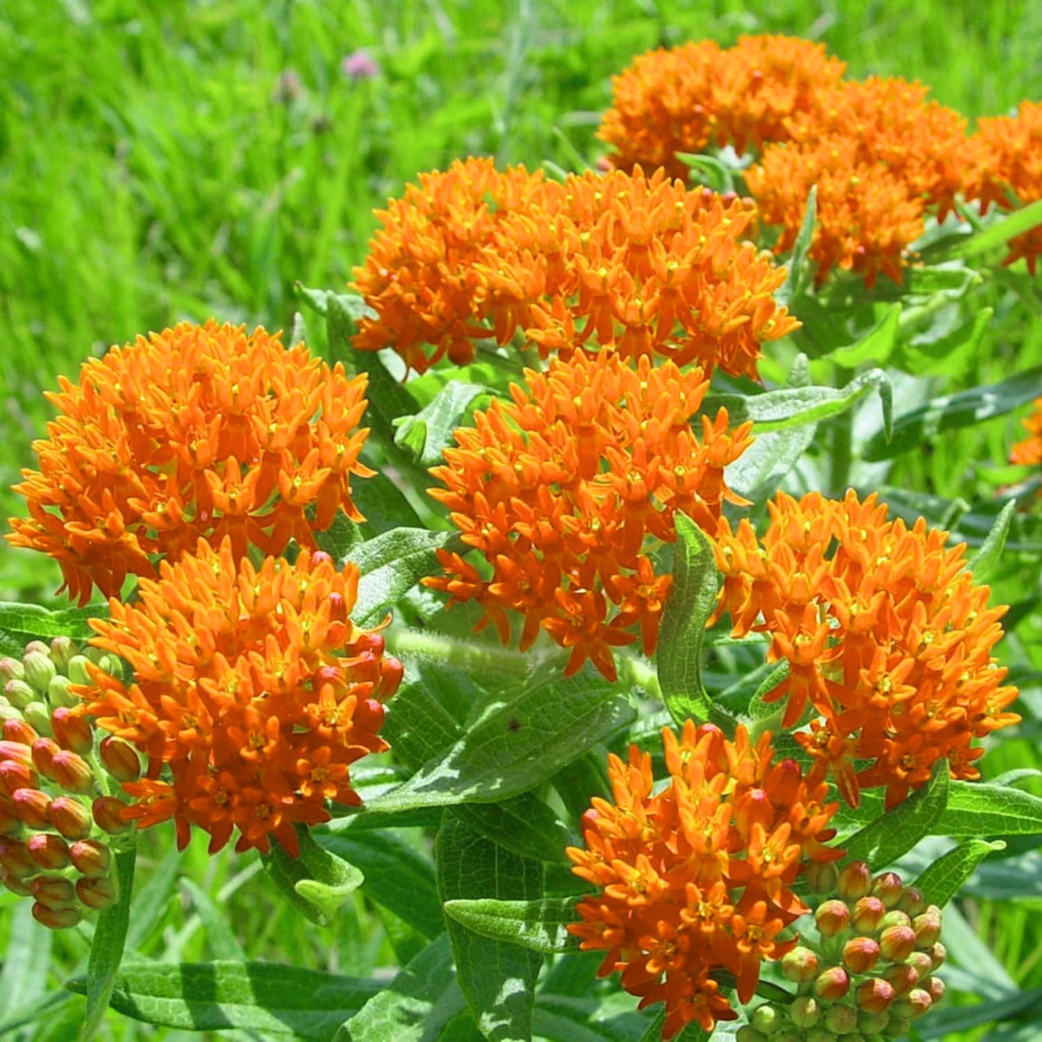 Pack 4 Butterfly Milkweed Plants Live, Milkweed Live Plants, 5-8" Height Asclepias Tuberosa Perennial Flowers Home Garden (Mix Milkweed)