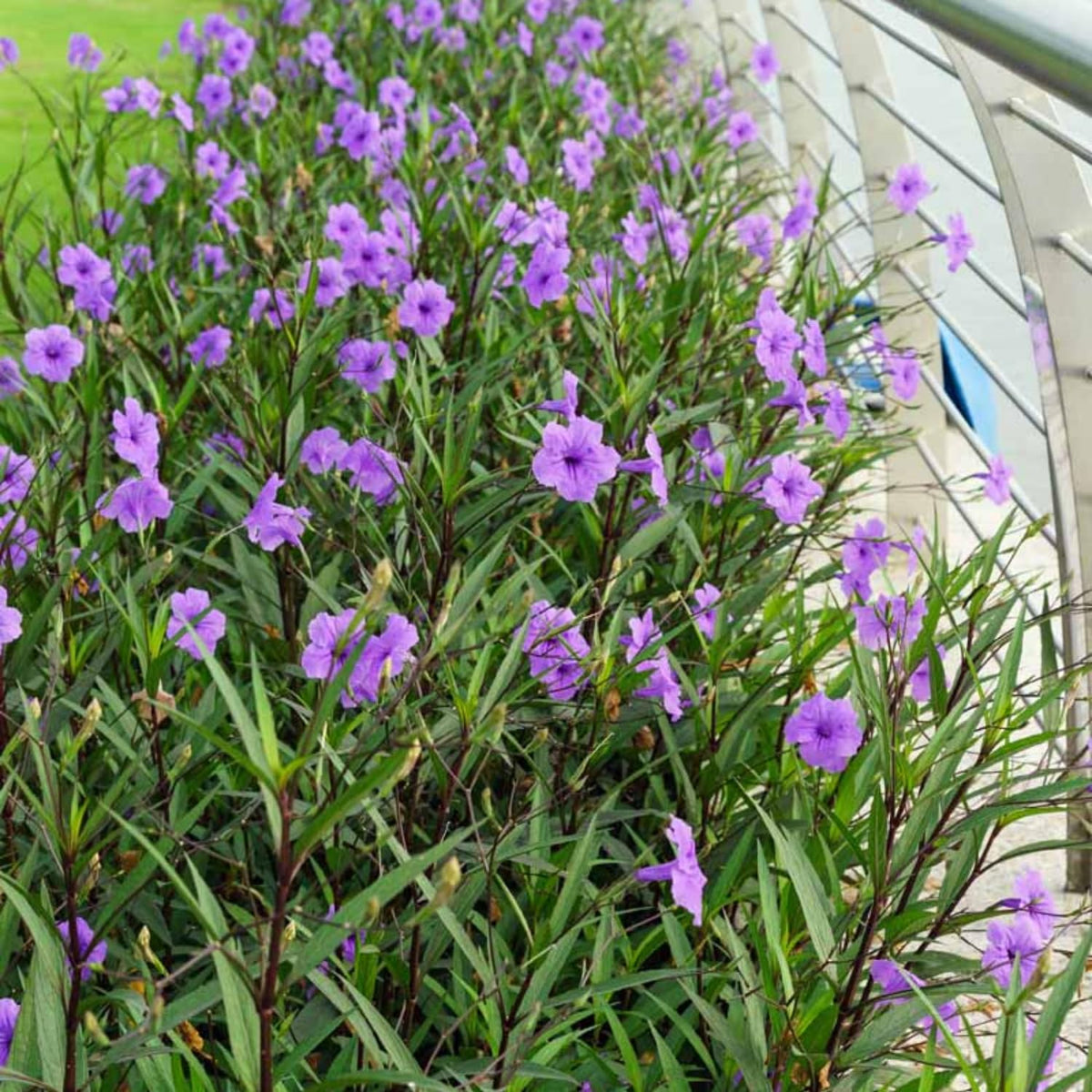 6 Purple Mexican Petunia Plants Live, 4-7 Inches Tall, Hardy Perennial Flowers