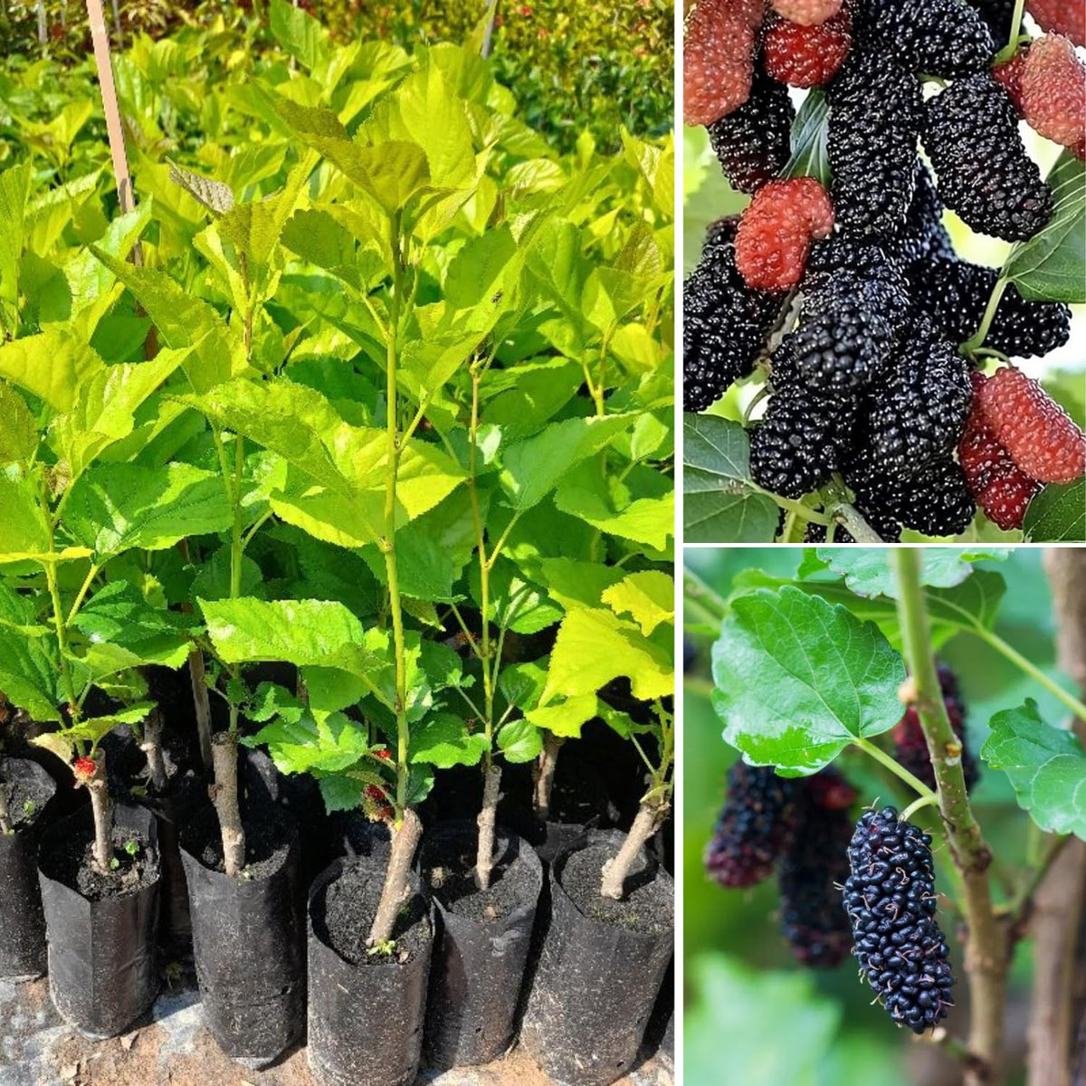 Illinois Everbearing Mulberry Plant Live, Size 5-9 Inch Tall, Mulberry Fruit Tree for Planting, Mulberry Seedling