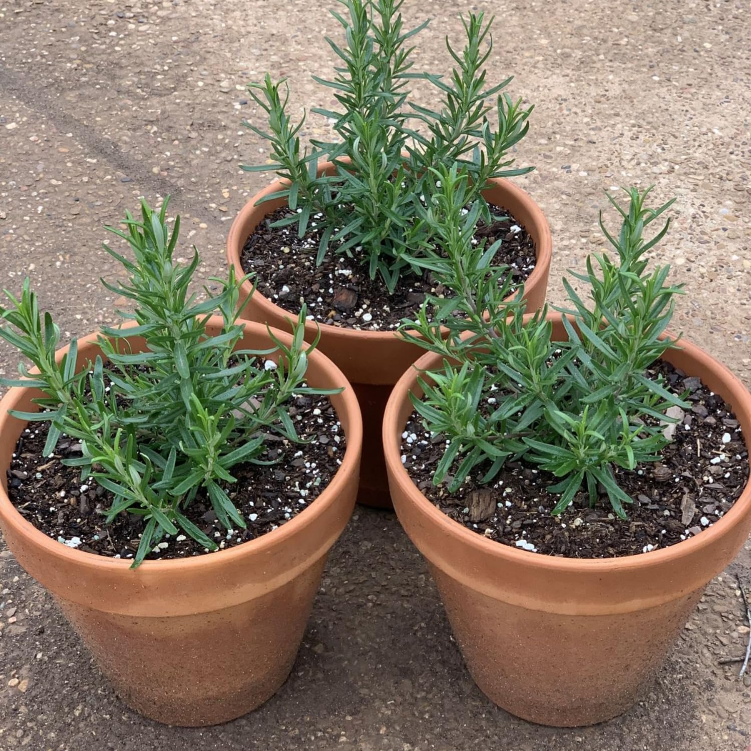 Set of 3 Assorted Herb Plants Live, Well Rooted Herbs Plant 4-7'' Tall, Including Rosemary, Lemon Balm and Additional Varieties, Herb for Culinary and Outdoor Planting