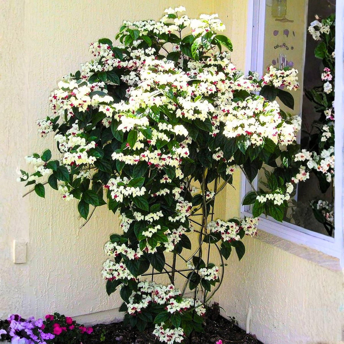 4 White Bleeding Heart Vines Plants Live, Starter Size 4-6" in Tall, Indoor Outdoor Growing Clerodendrum Fragrant Tree