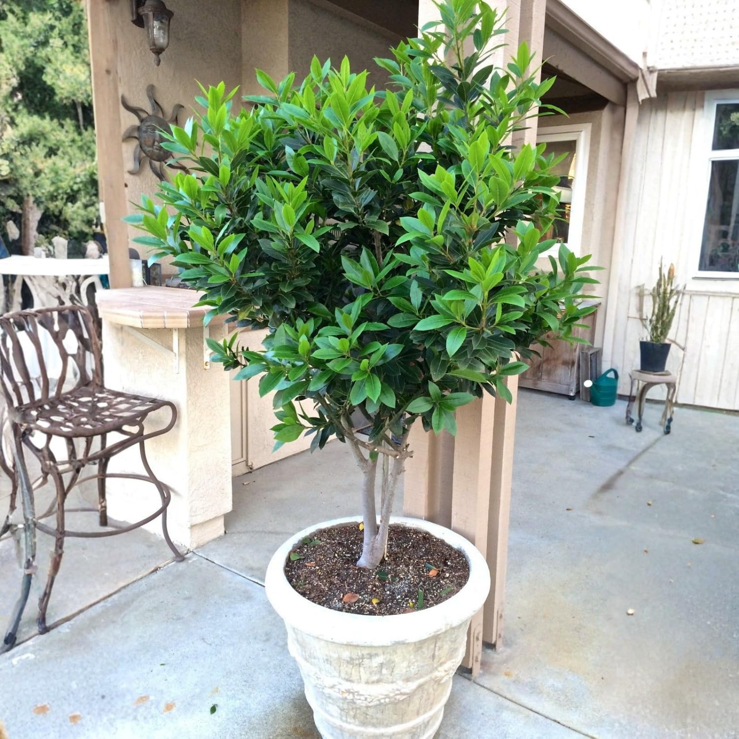Bay Leaf Tree Live Plant, 4-7 Inches Well Rooted, 6 Months Old Laurus Nobilis Live Plant, Sweet Bay Laurel for Outdoor Garden